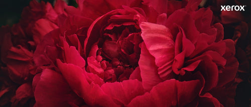 Xerox Genuine ® C230 Color Printer/C235 Color Multifunction Printer Black High capacity Toner Cartridge (3000 Pages) - 006R04391